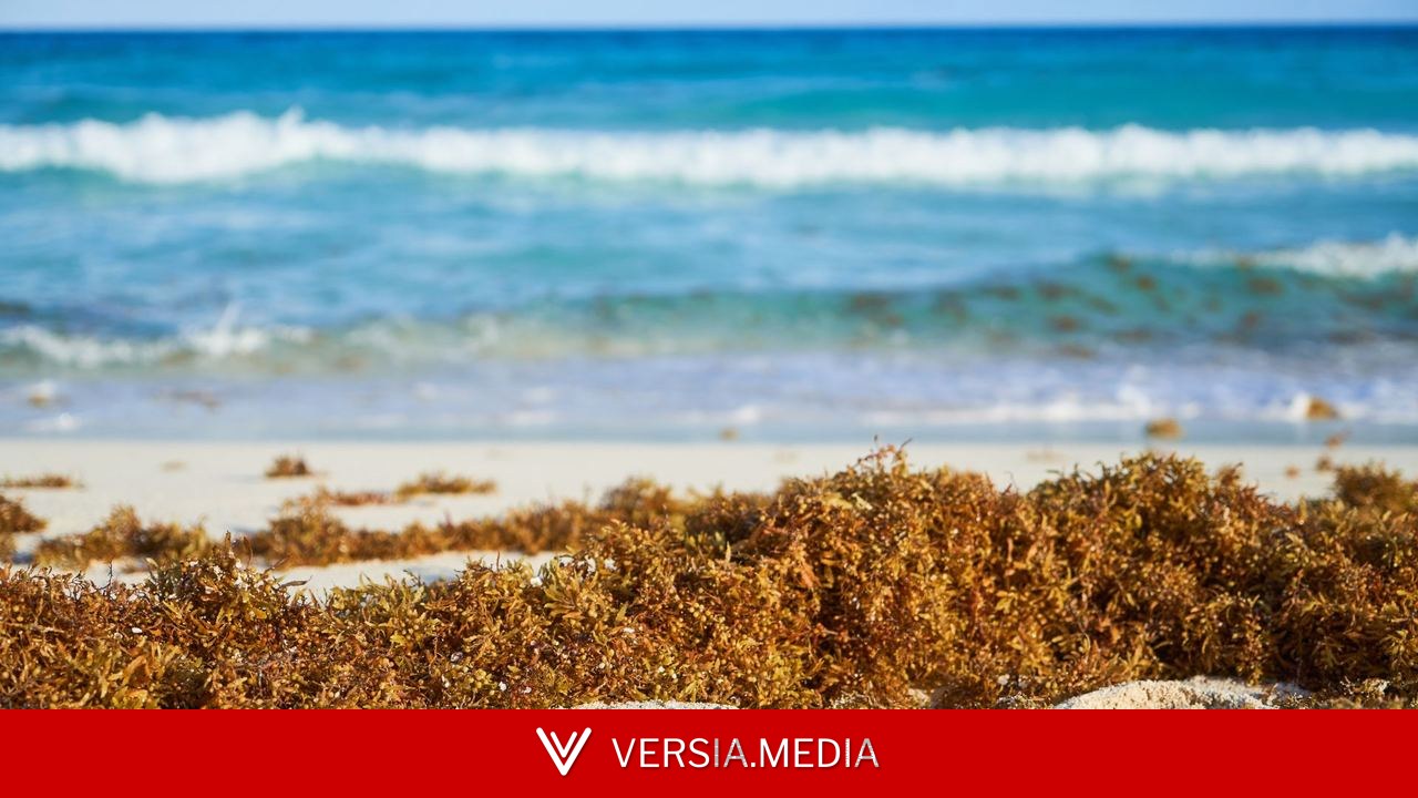 Les algues marines ne sont biologiquement pas des plantes