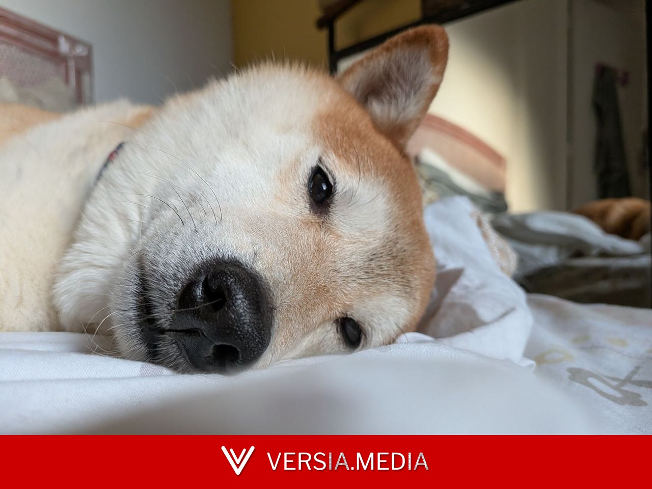 Votre Galaxy pourra repérer les maladies de votre chien sur une simple photo