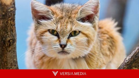 Grâce à une vidéo YouTube très vieille, un chat des sables a été repéré là où il n’était pas censé vivre