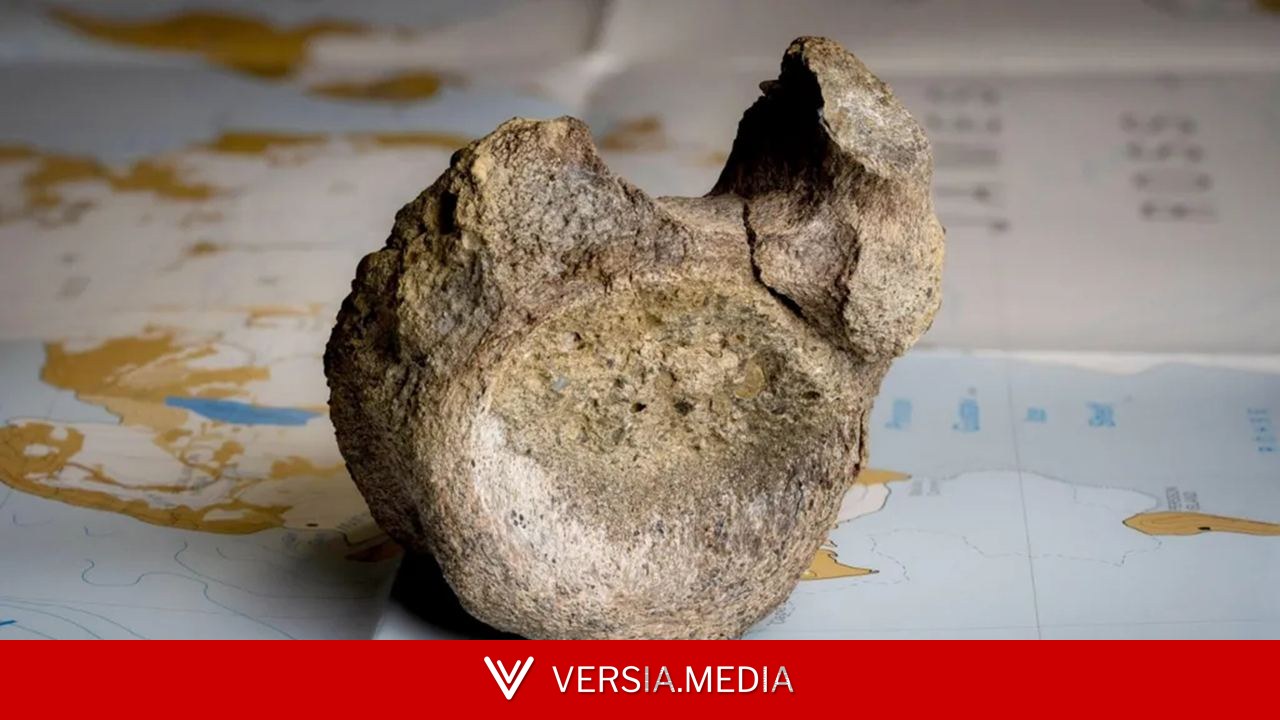 Il était rangé dans un casier depuis 40 ans. Un os de dinosaure trouvé en Antarctique enfin réhabilité